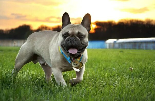 Французский бульдог стандарт fci. Французский бульдог белый. Французский бульдог вес. Щенок французского бульдога 4 месяца. Французский бульдог стандарт.