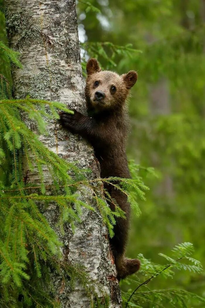 Tree bears are