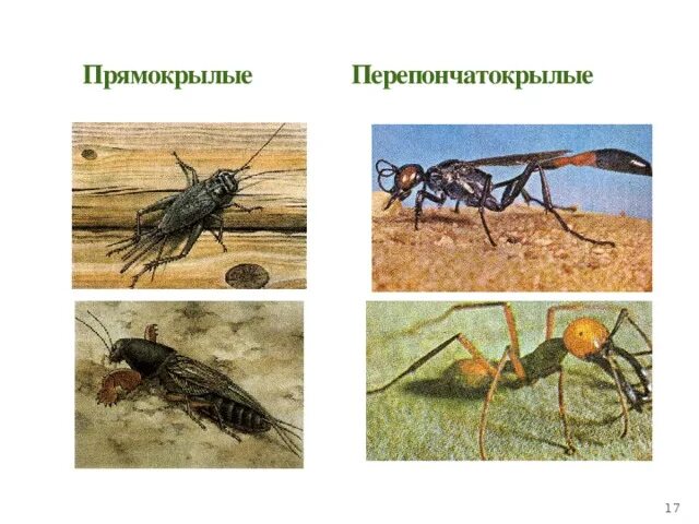 Тип развития прямокрылых насекомых. Цикл развития прямокрылых. прямокрылые и перепончатокрылые. тип развития прямокрылых. стадии развития прямокрылых насекомых.