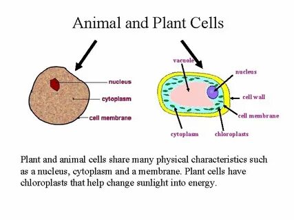 Cell contains