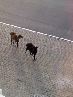Черное и белое магнитогорск подслушано