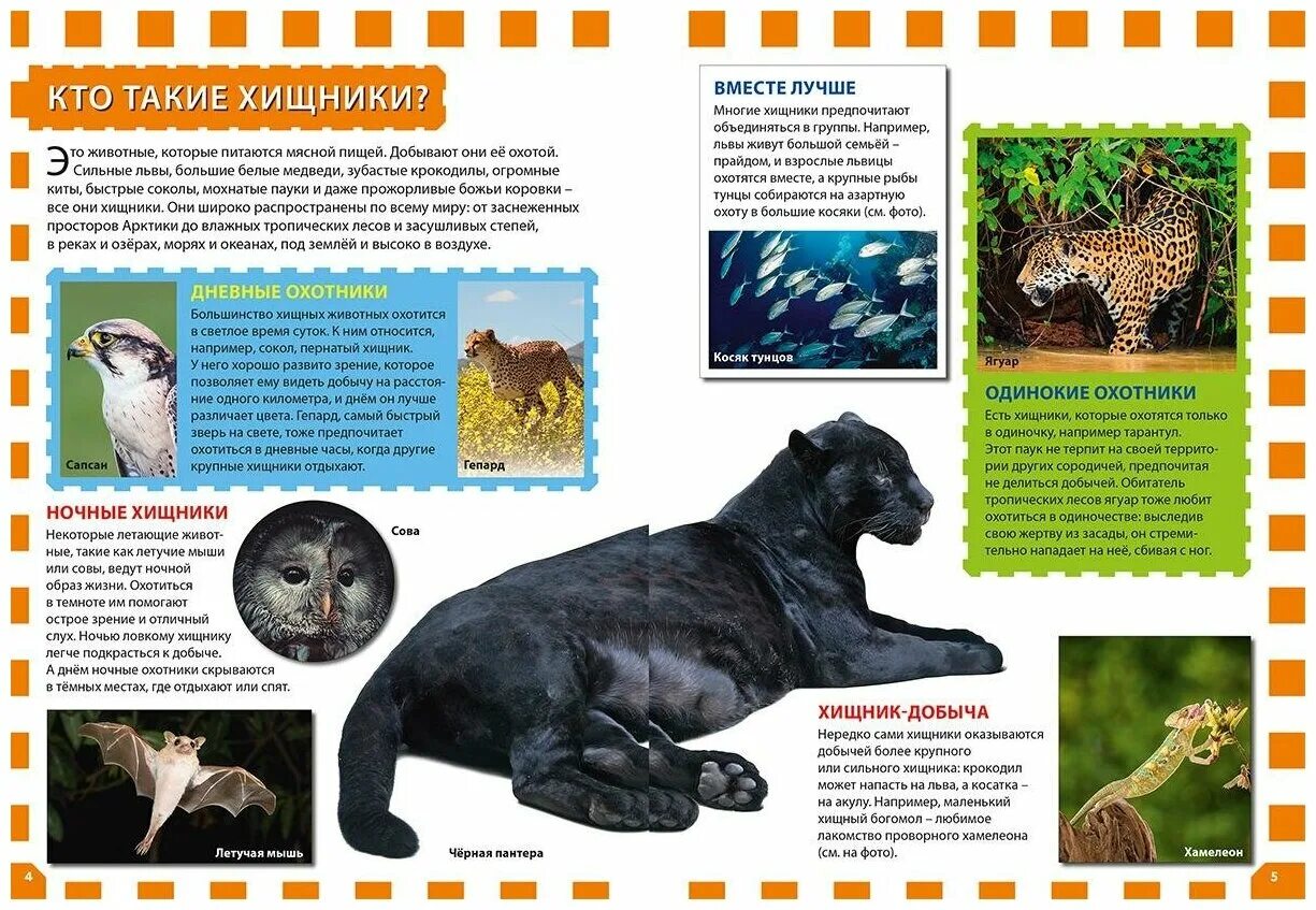 книга хищники детская энциклопедия росмэн. хищники детям. хищные и травоядные животные для дошкольников. хищные животные по типу питания. хищные животные для детей.