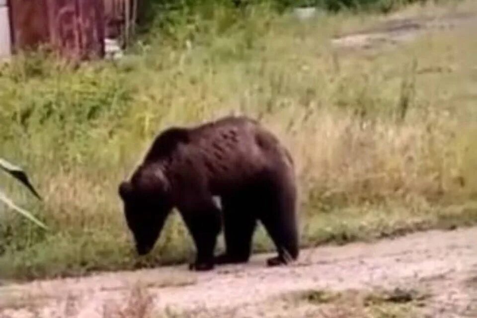 Опасны ли медведи. Трехлапый медведь в Братске. Медведица. Медведи в Иркутской области. Медведь убегает.