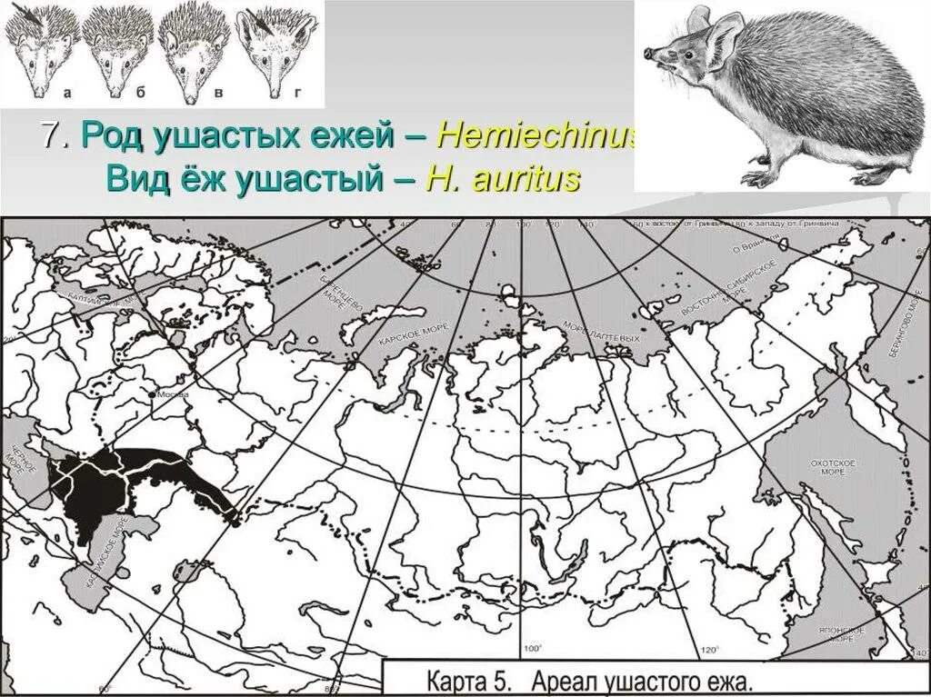 Ареал ушастого ежа. Ареал обитания ушастого ежа. Ареал распространения ежа ушастого. Ареал обитания ежей в России на карте. Ареал распространения оленьих пастбищ