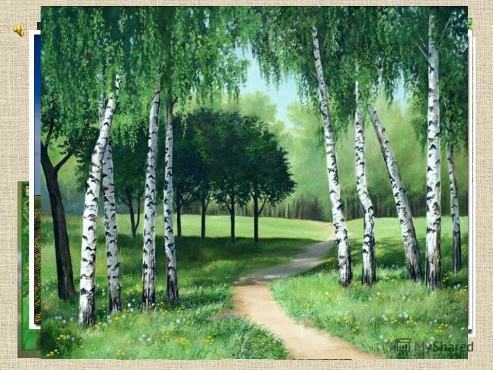 и березовая рощица протягивающая к небу. и березовая рощица протягивающая к небу. и березовая рощица протягивающая к небу. природа березы. и березовая рощица протягивающая к небу.