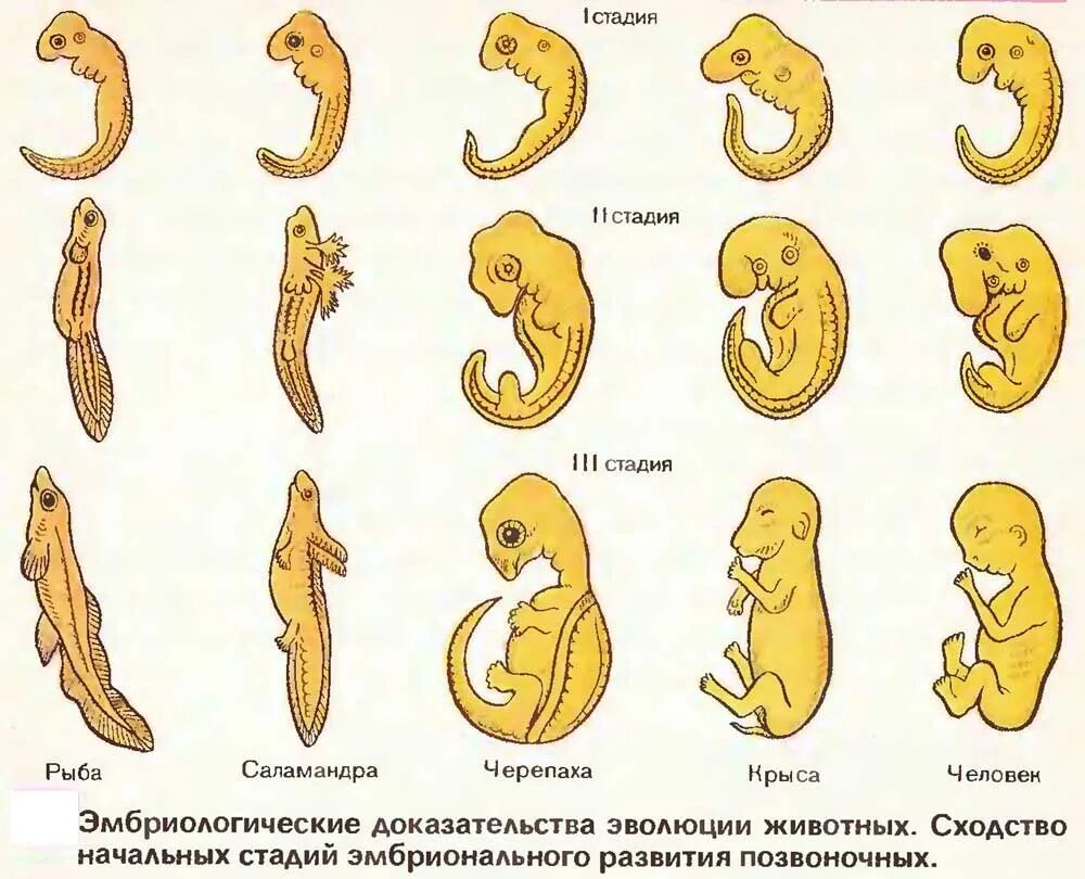 Последовательность событий в онтогенезе позвоночных