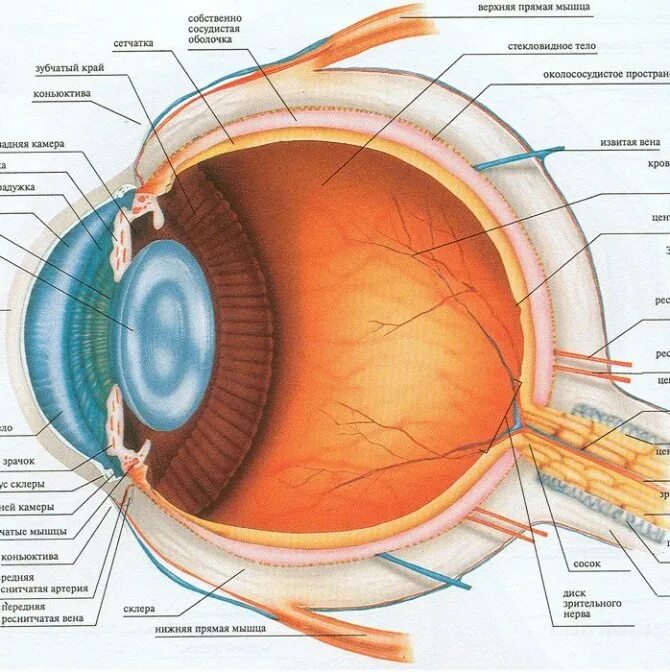 Элементы органы зрения. Строение глаза человека схема. Строение глаза сбоку. Строение глаза вид спереди. Строение зрительного анализатора глазное яблоко.
