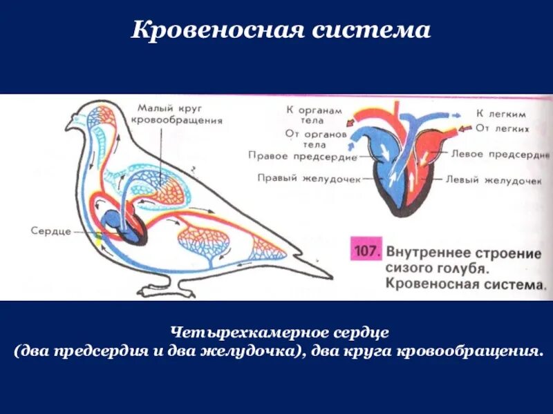 У каких животных один круг кровообращения. Кровеносная система птиц. Кровеносная система голубя. Строение кровеносной системы птиц. Строение сердца голубя.