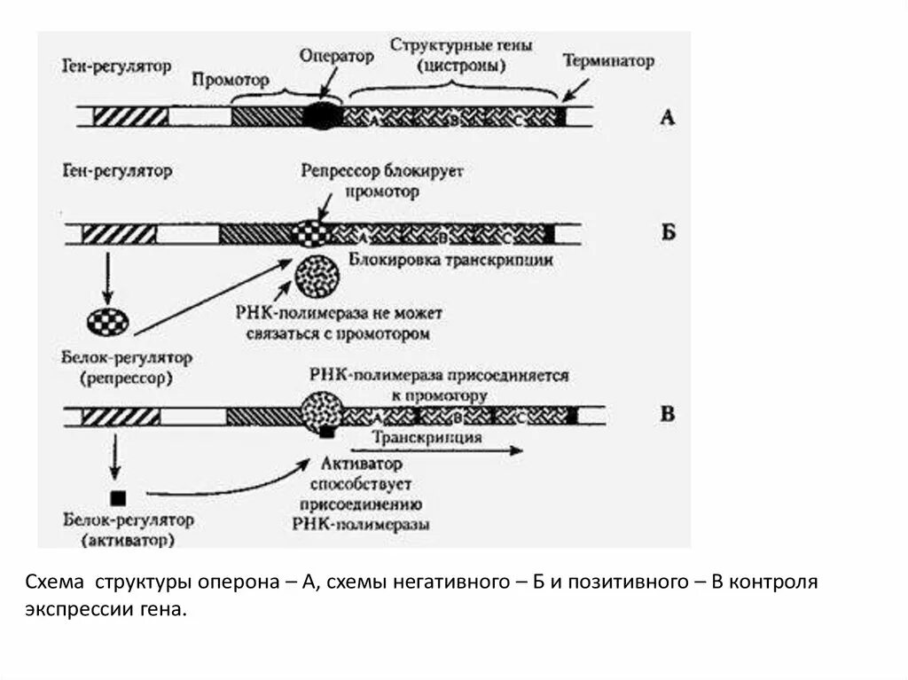 Экспрессия прокариот. Строение оперона прокариот. Строение оперона эукариот. Контроль экспрессии генов прокариот. Промотор Гена схема.