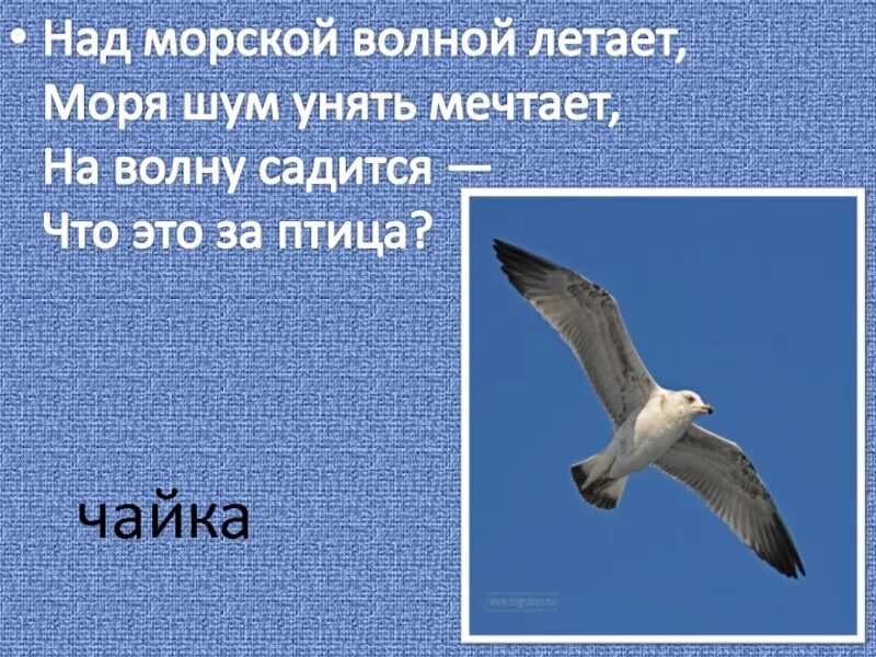 Текст про чаек. Стихи о Чайках. Загадка про чайку. Загадка про чайку для детей. Загадки про чаек.