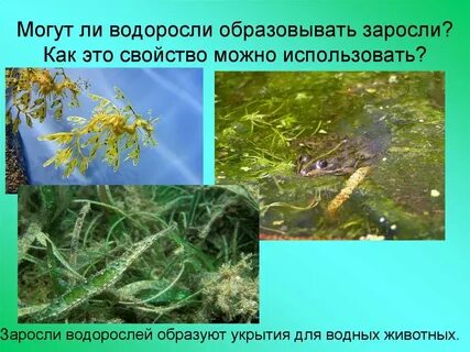 Водоросль образует