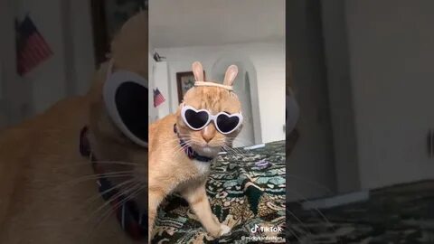 Кот тик
