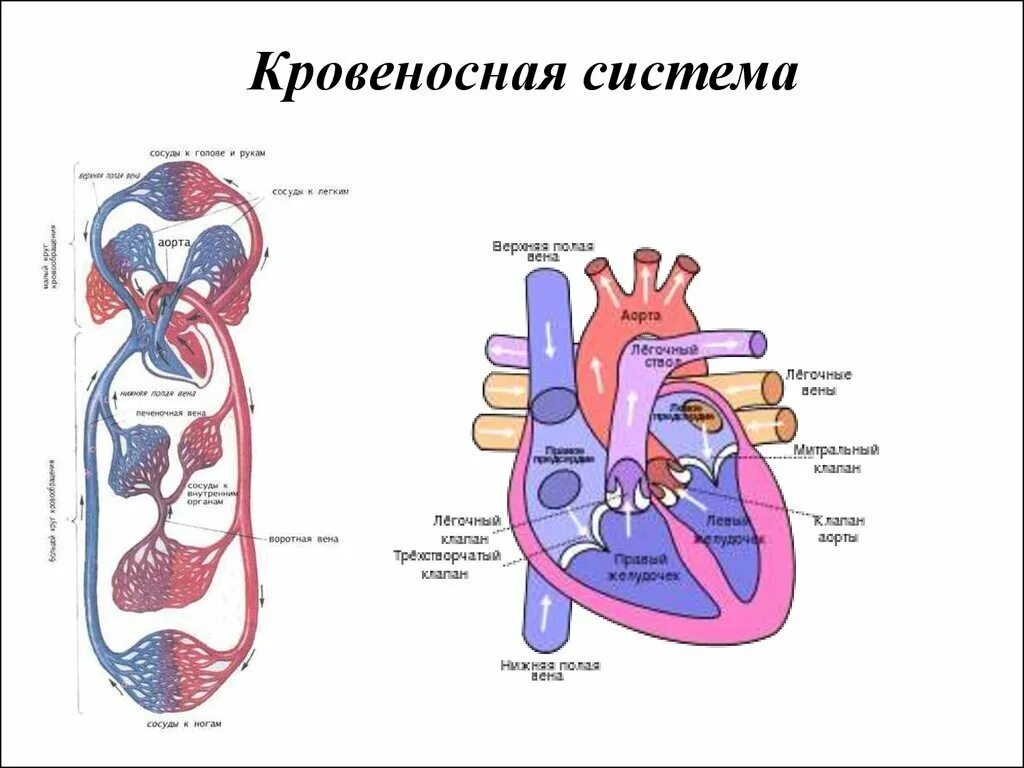Определите и напишите тип кровеносной системы. Строение кровеносной системы системы. схема работы кровеносной системы. органы кровеносной системы схема. кровеносная система чел.