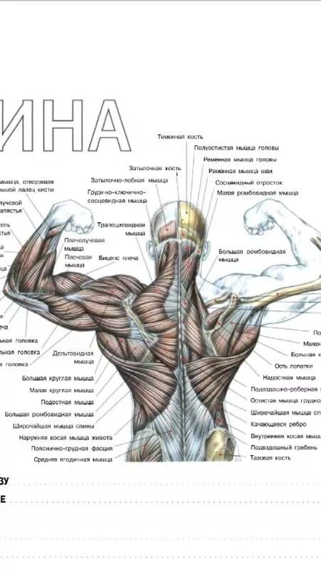 Упр 980. Название мышц спины. Какая мышца под мышкой. Название мышц под подмышкой.