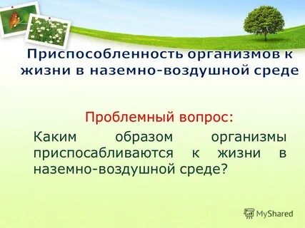 Презентация 5 класс наземно воздушная среда обитания