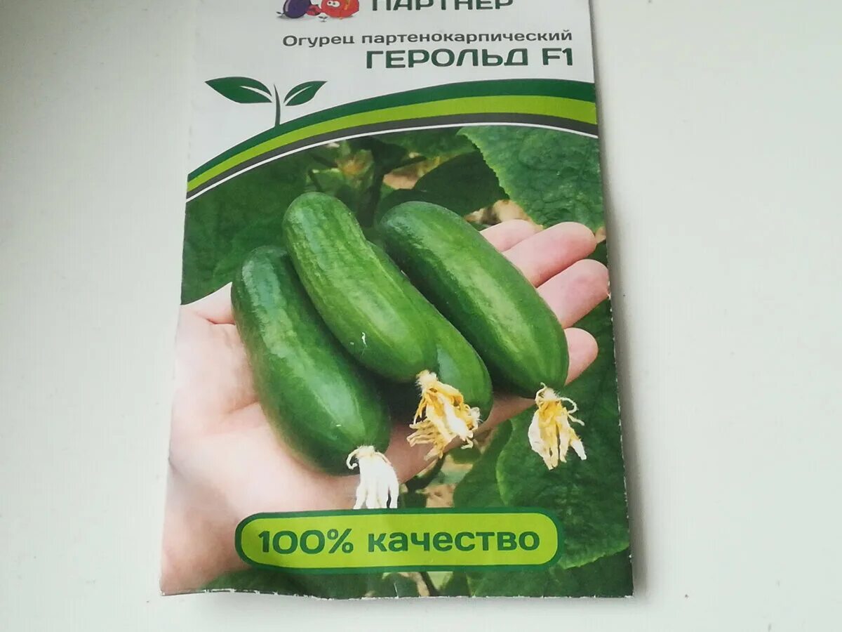 Огурец Герольд F1, 5шт купить в Гомеле. Цена, фото, характеристики в Строймаркет