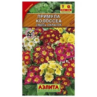 Примула смесь