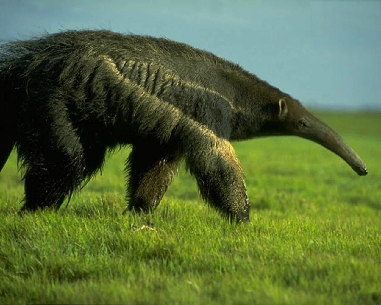 Не млекопитающие животные