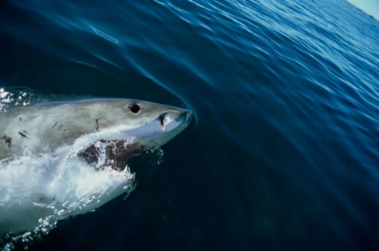 Какую скорость развивает белая акула. Акула. Морские хищники. Белая акула. Американская акула.