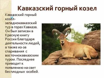 Животные красной книги дагестана