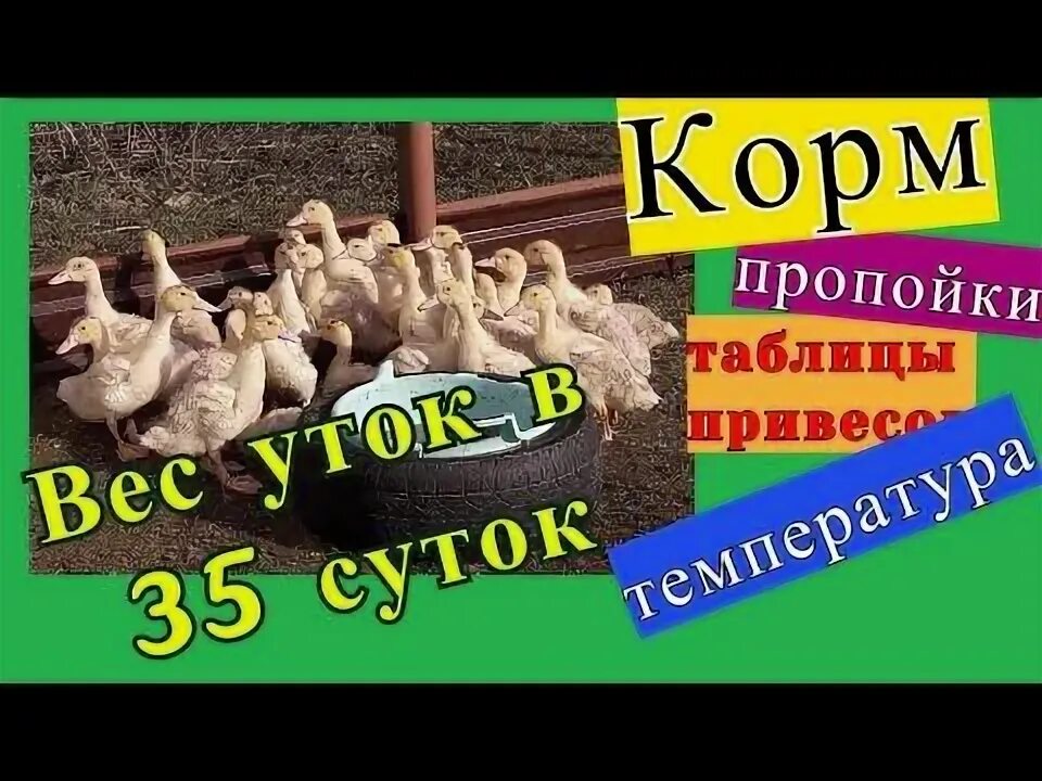 Как вывести мулардов. Таблица привеса мулардов. утята муларды вес по дням. годуновский бройлер пропойки бройлеров. мулард таблица привесов.