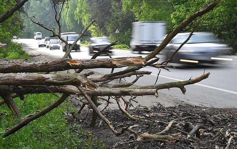 Шторм ночью саратов. Ночью на мокрые деревья упал снег схема предложения. Моросящий дождь. Ураган в краснозаводске. Дерево упало на забор дома ночью.