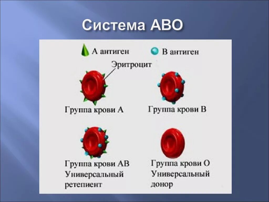В чем различие групп крови. В чём разница между группами крови. Антигены 4 группы крови. Группа крови различие между группами. Самая 1 группа крови