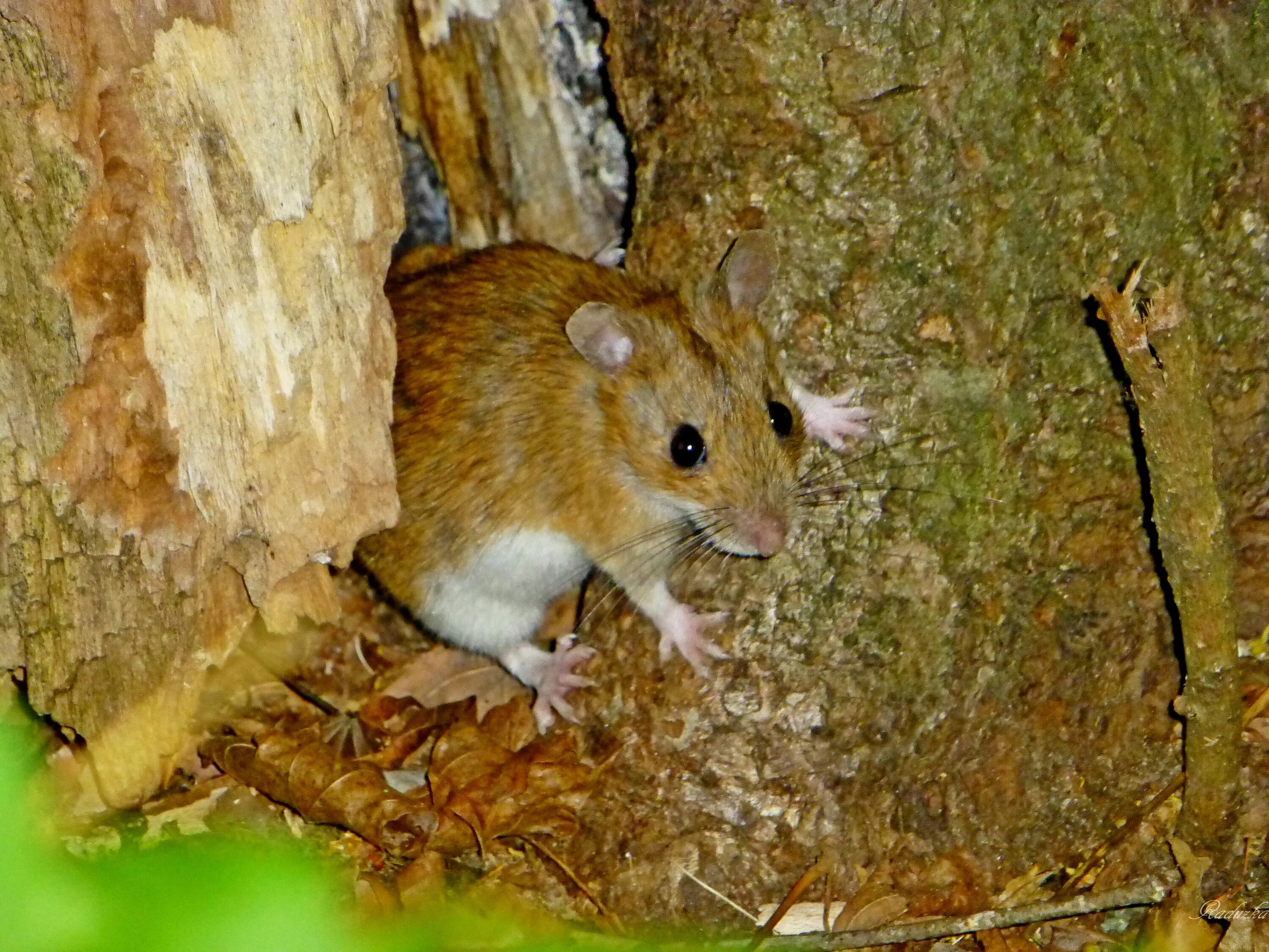 Найти мышей. Лесная мышь (Apodemus sylvaticus). Желтогорлая Лесная мышь. Мышь фото животного домашняя. Лес с мышкой и МУРАВЬЕМ.
