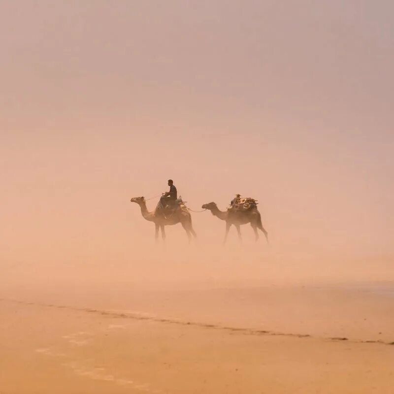 Песчаная буря дюна. Шторм в пустыне. Буря в пустыне. Песчаная буря в пустыне. Человек в песчаной буре.