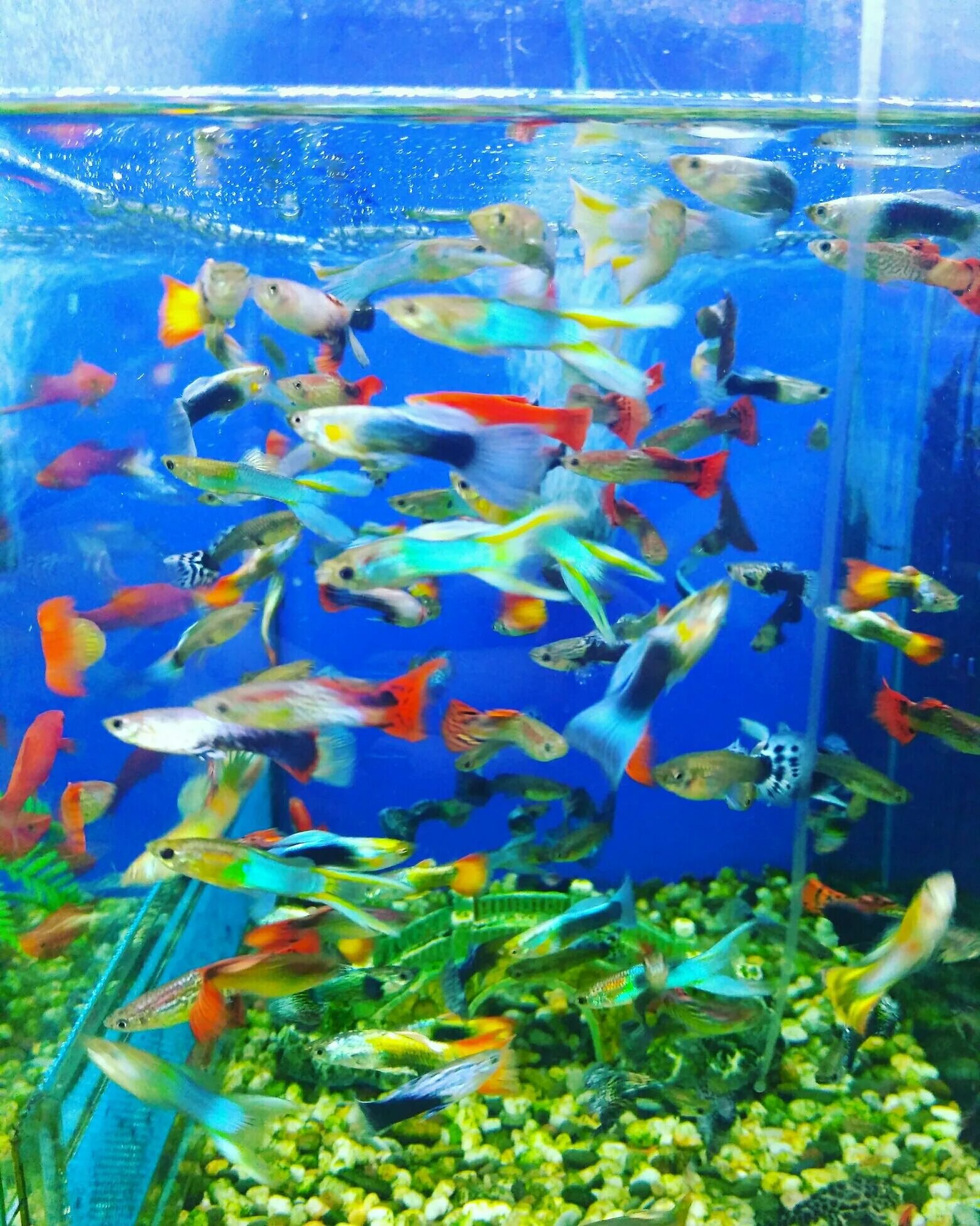 Гуппи эндлера леопард. Гуппи ассорти. Гуппи магазин. Гуппи берлинцы. Гуппи магазин.