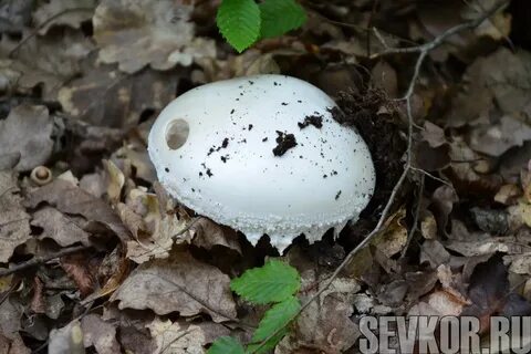 Белый крымский горный