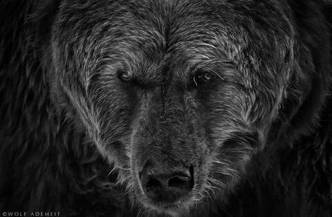 Scary bear