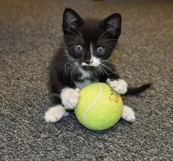 Котик с мячиком