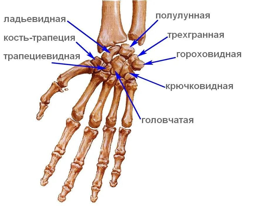 Ушиб лучезапястного сустава код