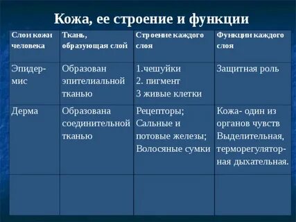Функции 3 слоев кожи