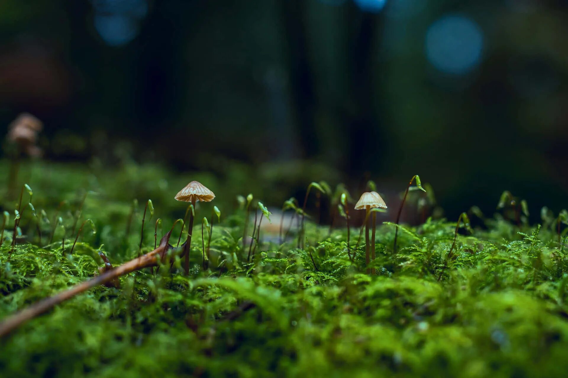 Живые грибы:. Грибы на размытом фоне. Природа на размытом фоне грибы. Трава грибы панорама. Mushroom слушать