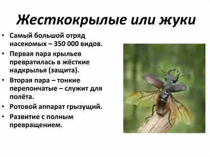 Характеристика отряда насекомых