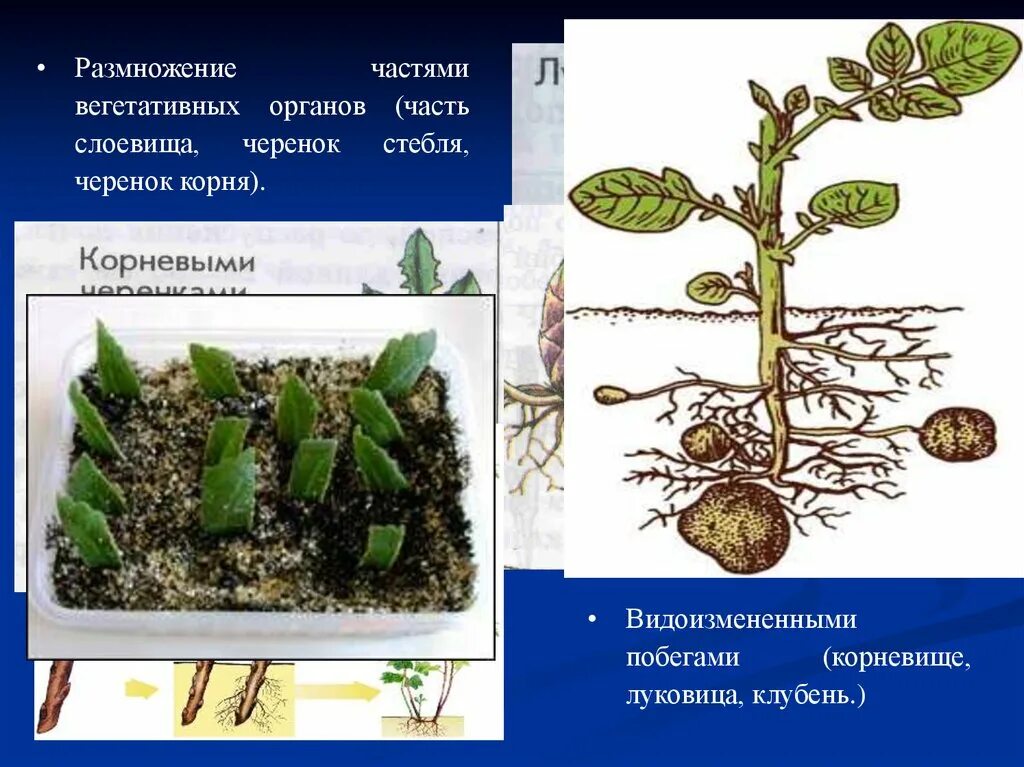 Размножение видоизмененным корнем. Вегетативное размножение корневыми черенками. Стеблевые черенки вегетативное размножение. Размножение частями вегетативных органов. Размножаются вегетативно частями растения.