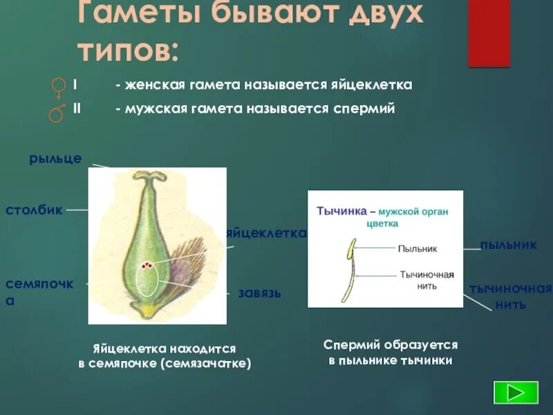 Как называются женские гаметы. Женская гамета. Мужские гаметы у растений. Строение спермия растения. Оплодотворение у животных и растений.