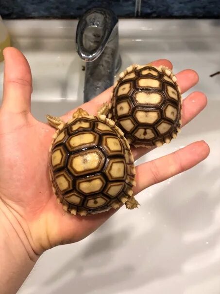 Left turtle. Шпороносная черепаха Сухопутные черепахи. Череп шпороносной черепахи. Шпороносная черепаха в террариуме.