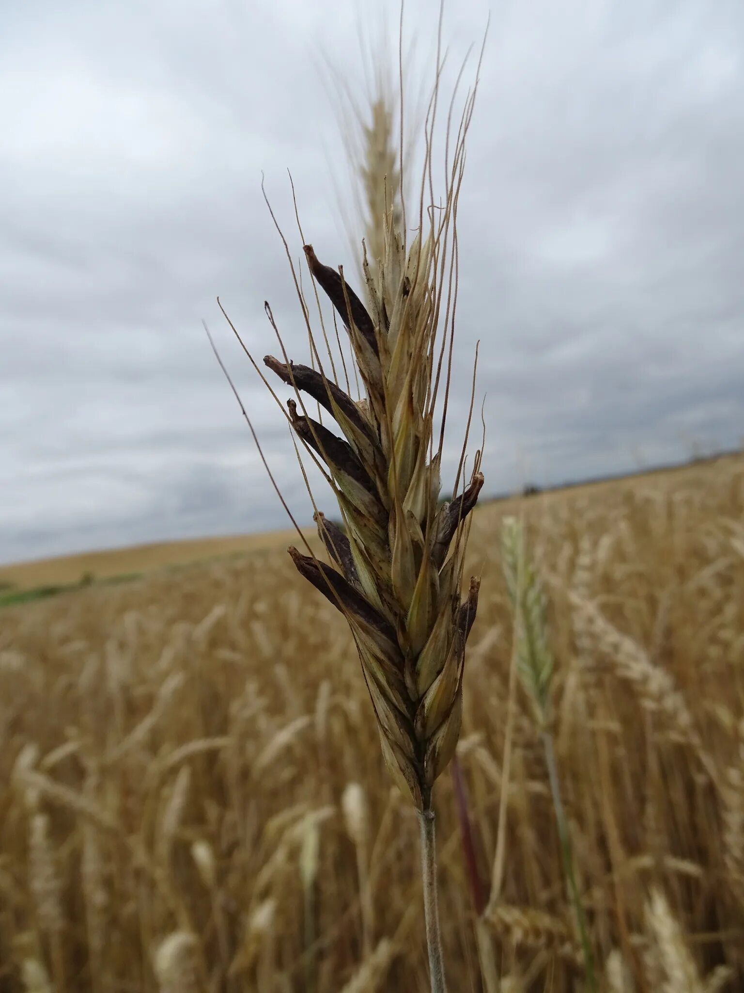 Спорынья (Claviceps purpurea). Спорынья Claviceps purpurea Tulans. Гриб Claviceps purpurea. Спорынья Claviceps purpurea Tulans сырье. Claviceps purpurea