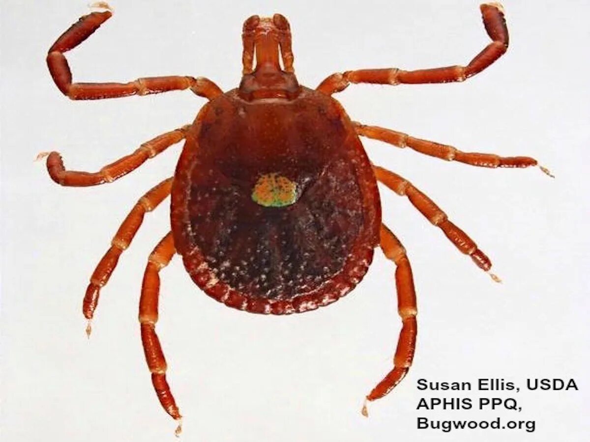 Pest, Bug, & Insect Articles - PestWorld Pest Blog