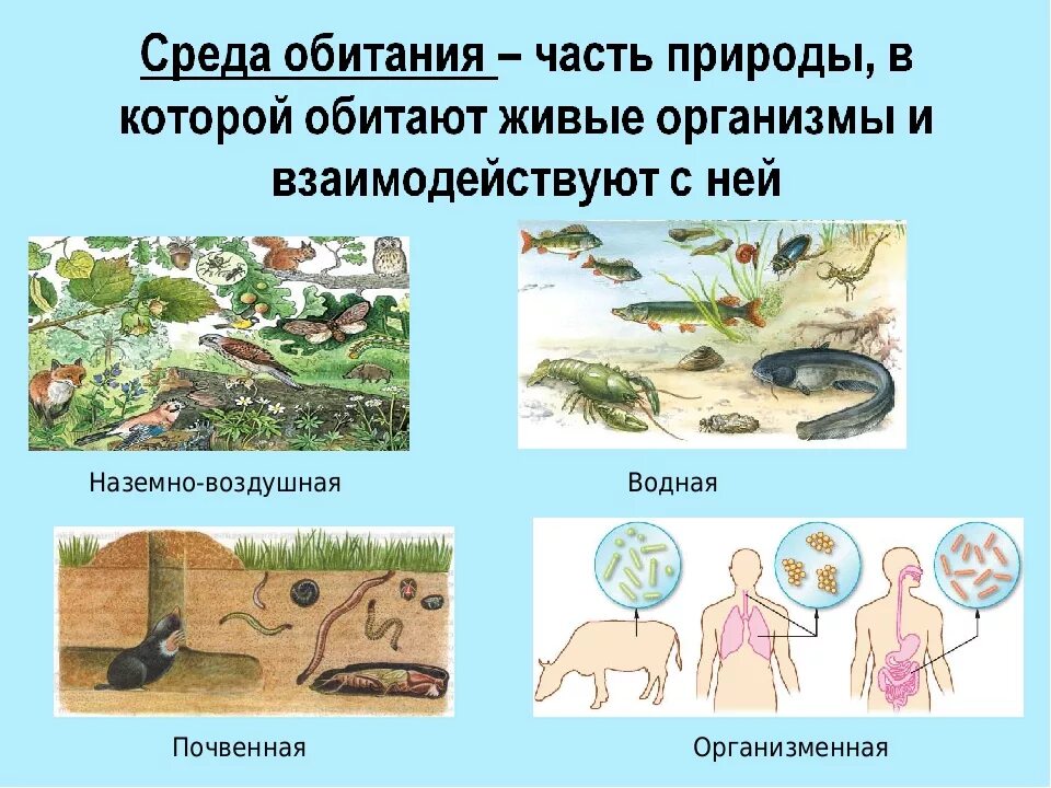 Среда обитания. Среды обитние организмов. Среда обитания животных и растений. Среды обитания организмов.