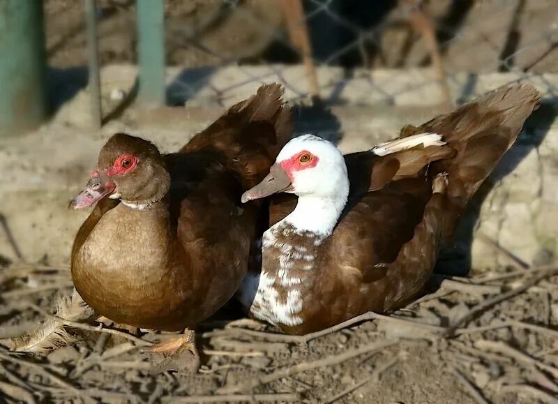 Индоутки гримо. Мускусная белая индоутка. Сколько индоуток на одного селезня индоутки. Индоутка высиживает яйца. Сколько индоуток на одного селезня индоутки.