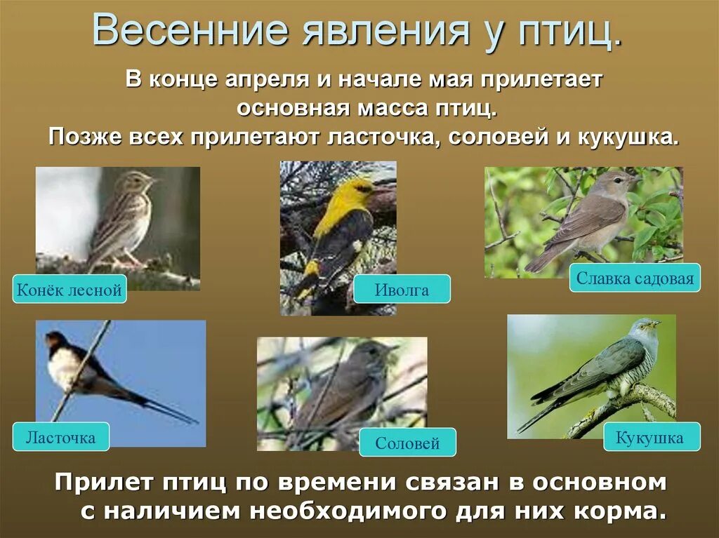 Три группы птиц по характеру сезонных переселений