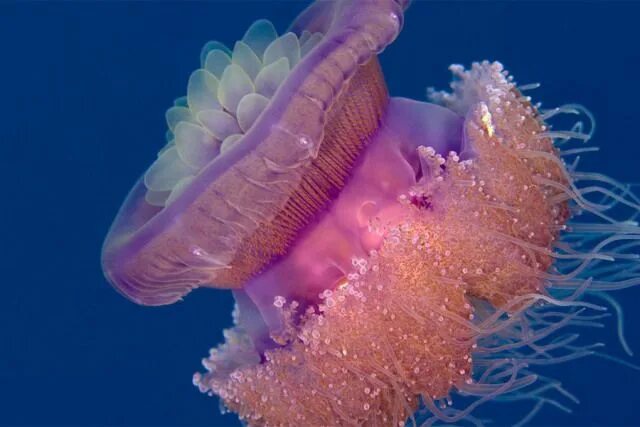 Captivating Jellyfish Photography Ideas