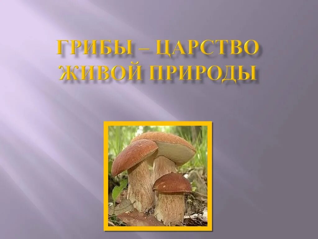 Царство грибы. Грибы отдельное царство живой природы. Биология 7 класс грибы царство живой природы. Грибы в природе презентация.