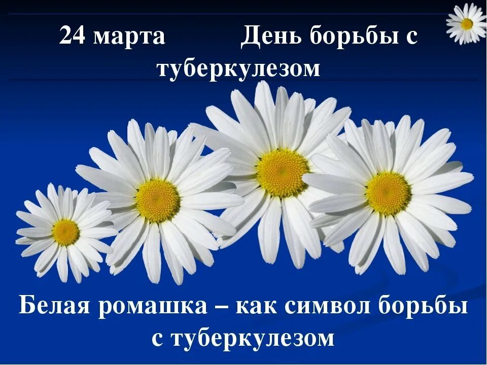 Борьба с туберкулезом. Классный час всемирный день борьбы с туберкулезом. Символ дня борьбы с туберкулезом. Памятка по борьбе с туберкулезом. Классный час всемирный день борьбы с туберкулезом.
