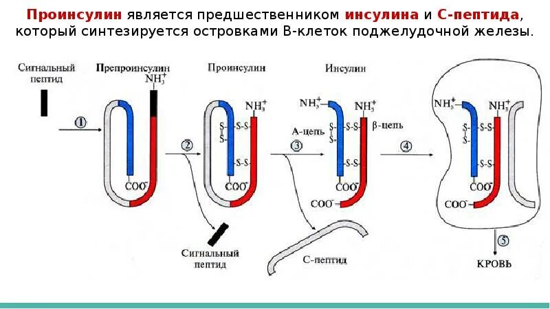 Синтез инсулина последовательность. Этапы синтеза инсулина. Схема синтеза инсулина биохимия. Схема образования инсулина. Схема образования инсулина биохимия.