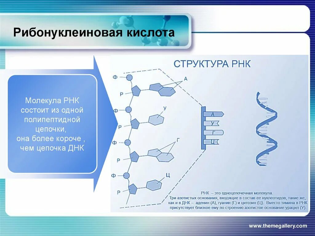Генетический аппарат вируса представлен молекулой. Рибонуклеиновая кислота строение. РНК рибонуклеиновая кислота. Дизонуклеиновая кислота. Структура рибонуклеиновых кислот.